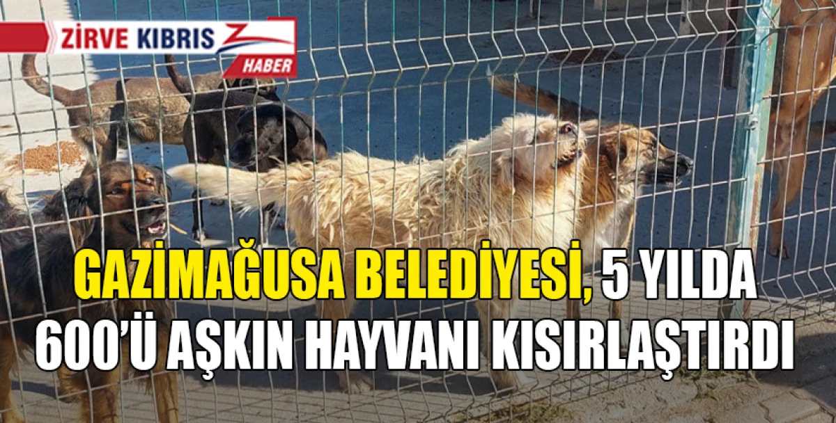 400 k&ouml;pek rehabilitasyon s&uuml;recinden ge&ccedil;irildi ve 350 k&ouml;peğin tedavisi yapıldı