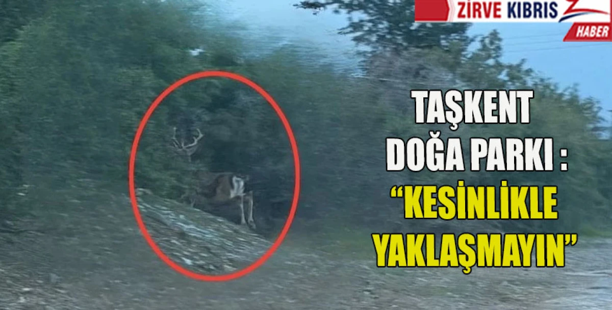 Aydınk&ouml;y-Gaziveren&rsquo;de ka&ccedil;ak geyik tespit edildi