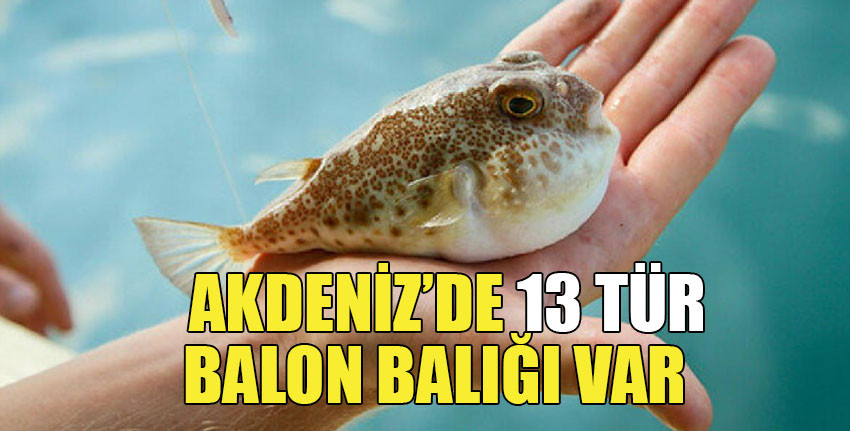 Doğu Akdeniz’de görülen balon balıklarının insan sağlığına verdiği zararın boyutları ortaya çıktı