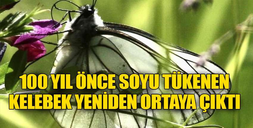 İngiltere'de 100 yıl önce soyu tükendiği belirlenen kelebek türü, yeniden ortaya çıktı