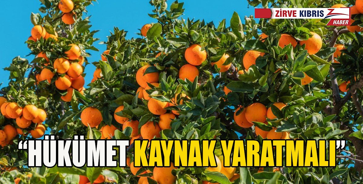 Narenciye &Uuml;reticileri Birliği: &Uuml;r&uuml;n &ouml;demeleri bir an &ouml;nce başlamalı