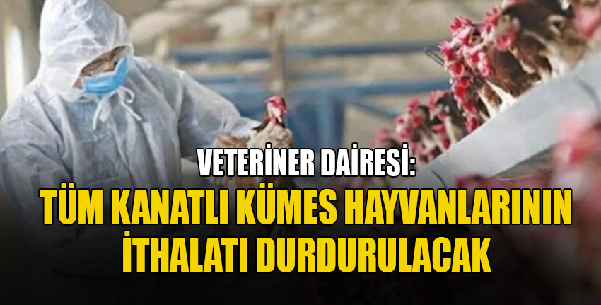 Veteriner Dairesi Türkiye’de görülen kuş gribi, şap hastalıkları ve alınması gereken tedbirlerle ilgili açıklama yaptı